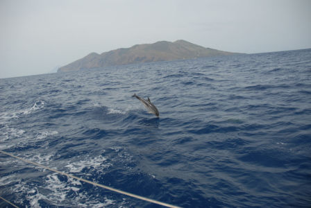 Freundliche Begleiter in den Eolischen Inseln
